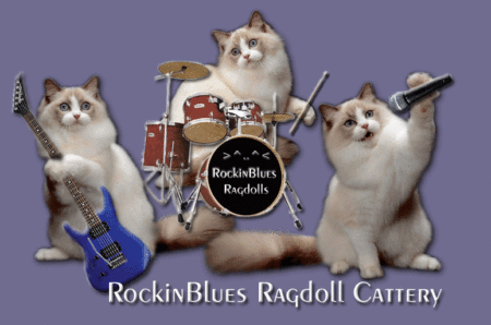 RockinBlues Ragdoll Cattery