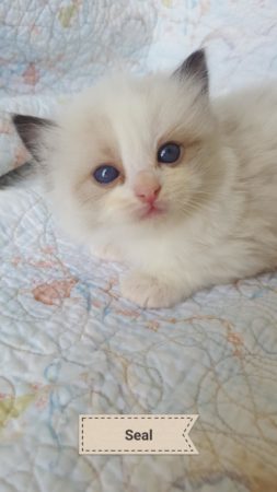 Available Ragdoll kitten for sale