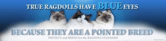 Ragdolls have Blue Eyes